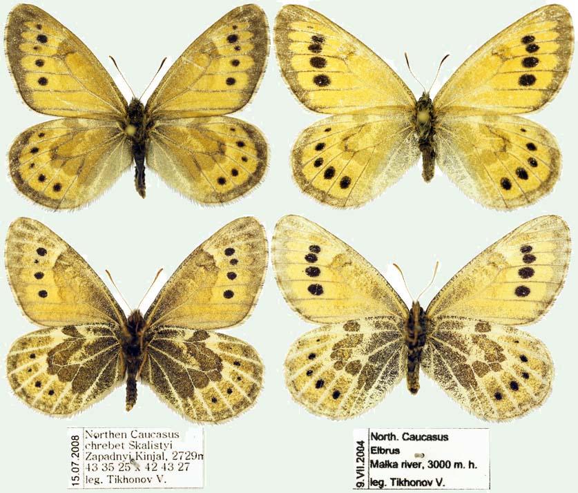 Oeneis tarpeia